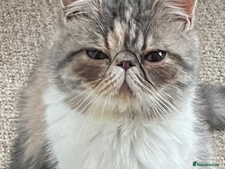 Exotic cats SHOW QUALITY EXOTIC KITTENS - Advert 1