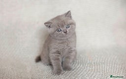 British Shorthair cats for sale: British Shorthair Kitten  - Image 2