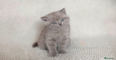 British Shorthair cats - Advert 9