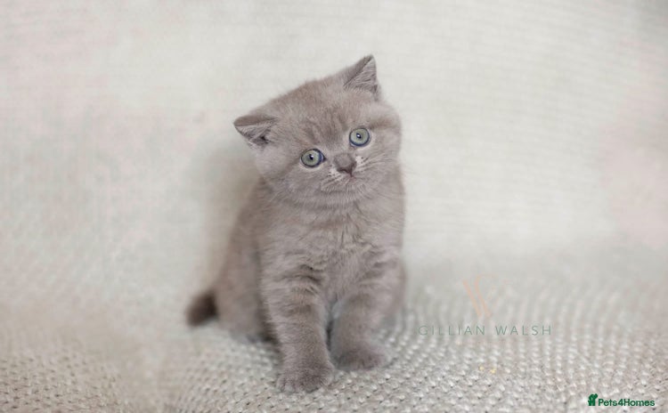 British Shorthair cats - Advert 15