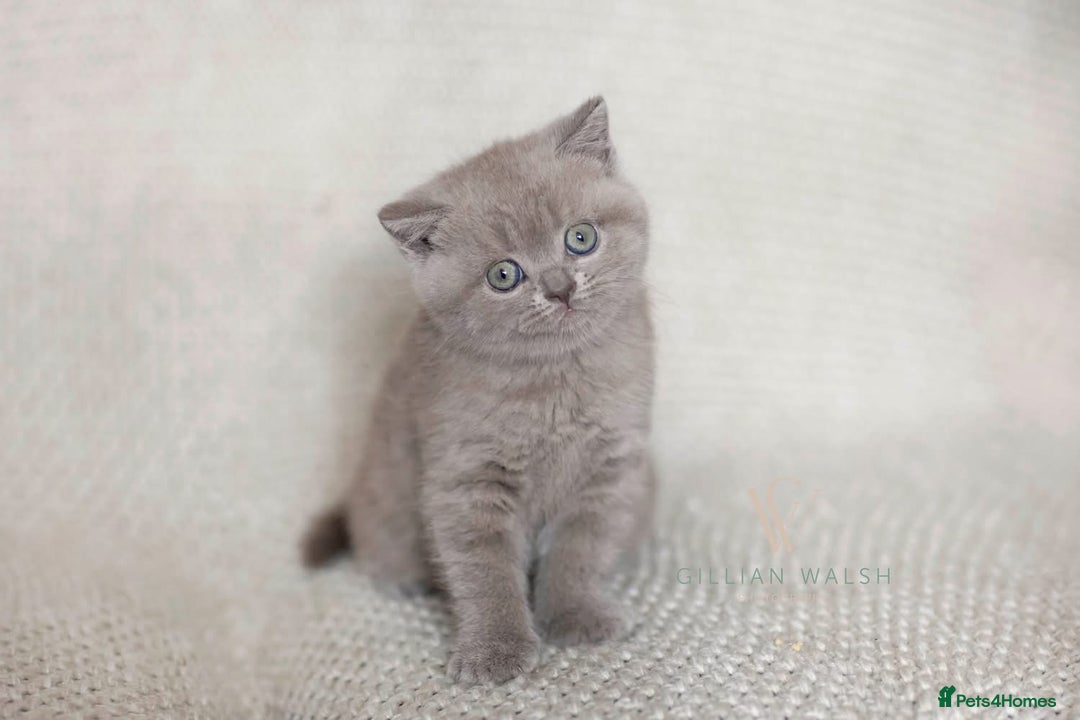 British Shorthair cats for sale: British Shorthair Kitten  - Image 2