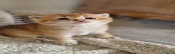British Shorthair cats for sale: Beautiful gold British shorthair  - Advert 9