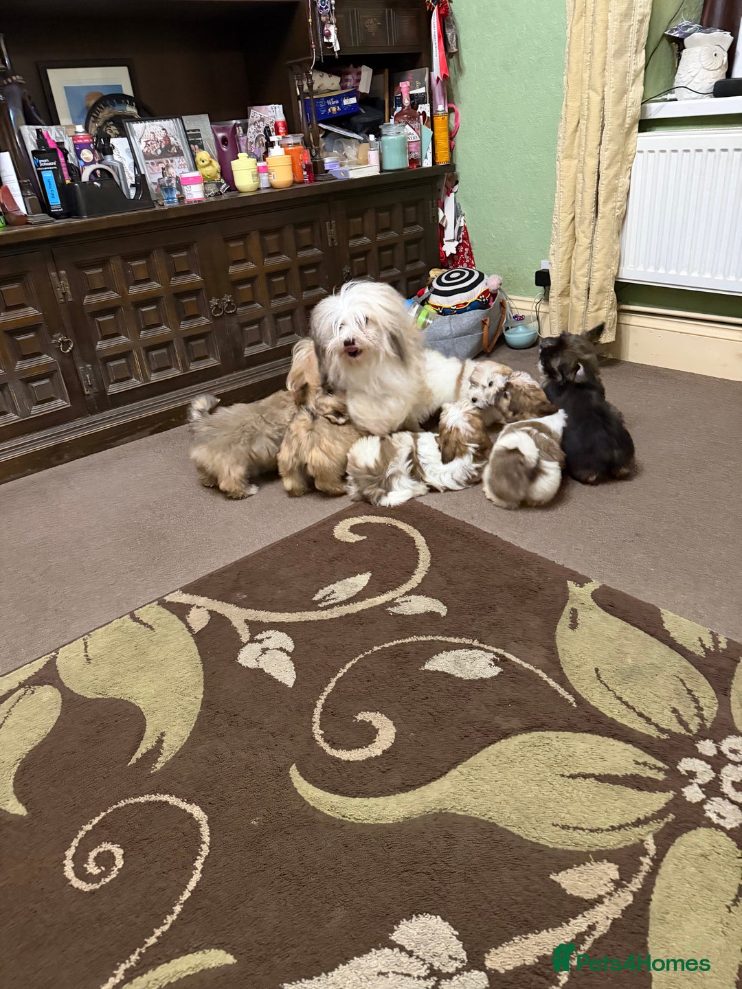 Havanese dogs for sale: ***Amazing Havanese Puppies *** - Advert 4