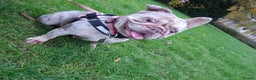 French Bulldog dogs for sale: Female 2 1/2 Yr old French bulldog - Advert 14
