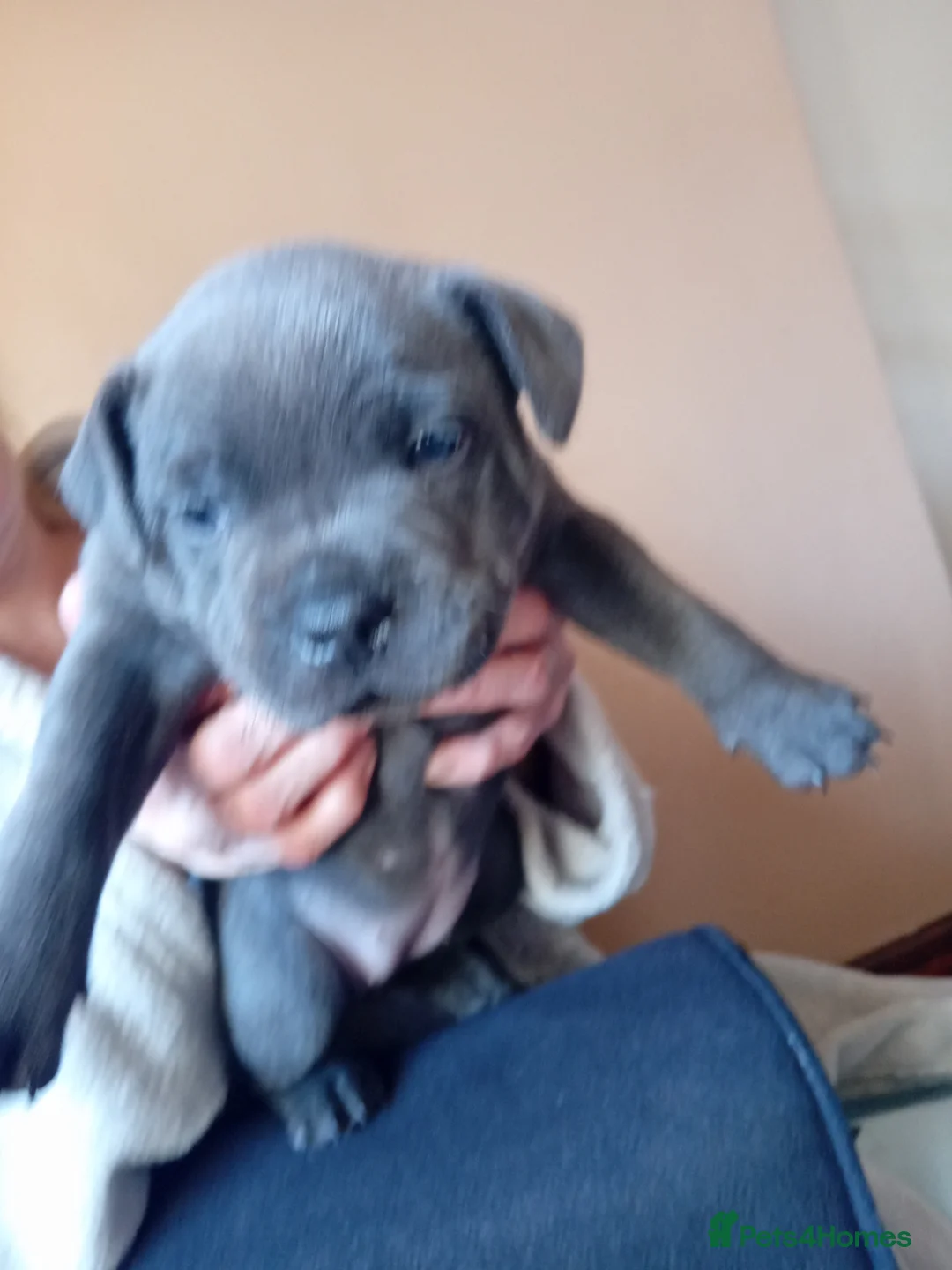 Staffordshire Bull Terrier dogs for sale: KC reg blue Staffordshire bull terrior  - Advert 14