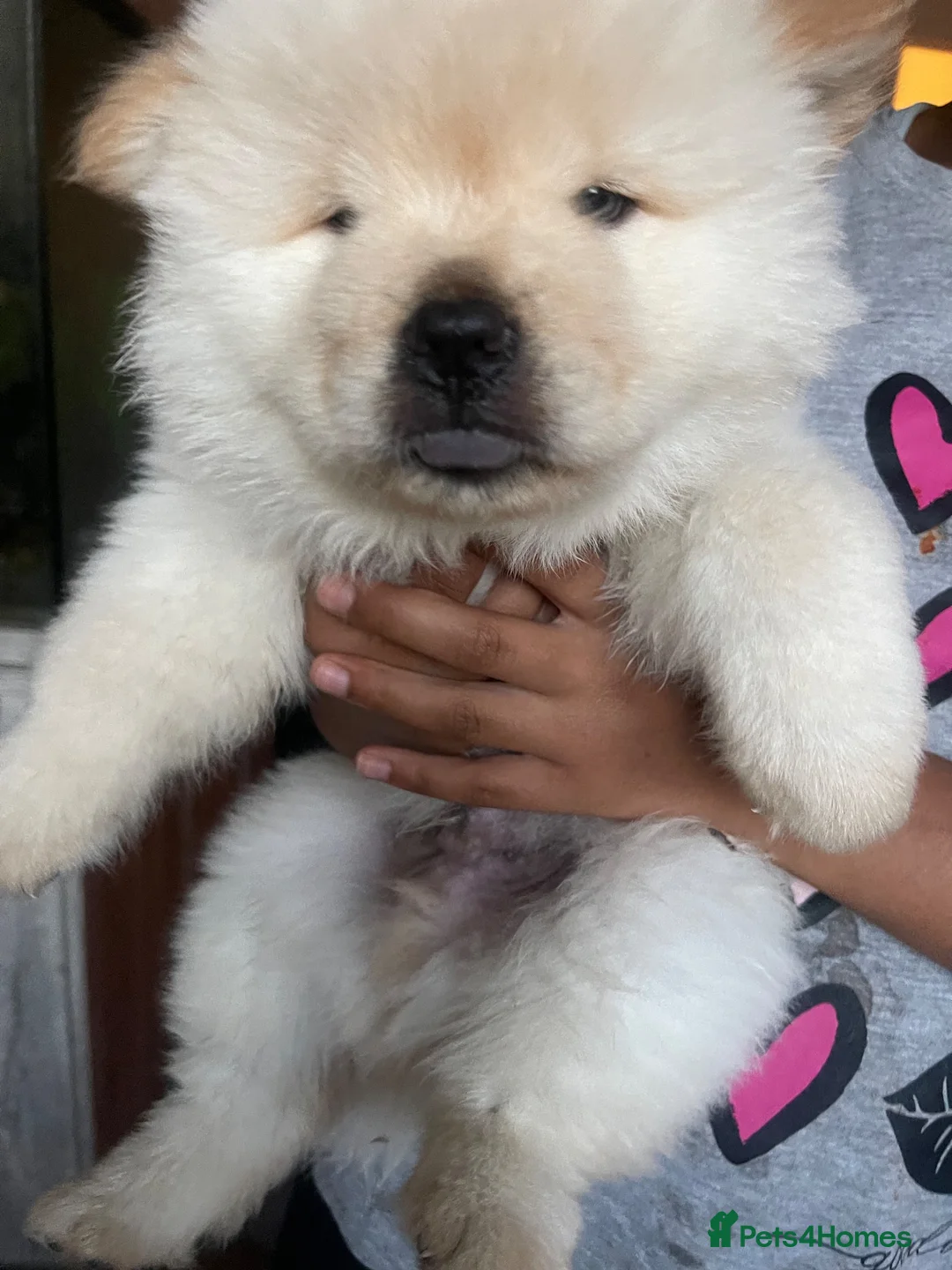 Chow Chow dogs for sale: Chow chow babies  in Enfield - Advert 1