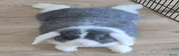 Mini Lop rabbits for sale: 2 x Mini Lops + indoor/outdoor hutch and accessori - Advert 3