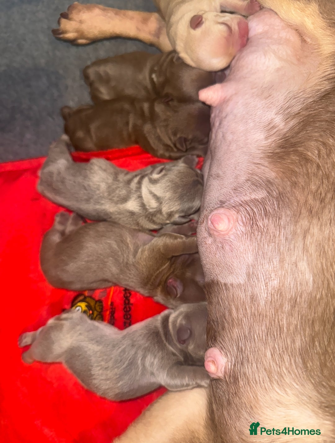 French Bulldog dogs for sale: Rojo french bulldog puppies - Advert 2