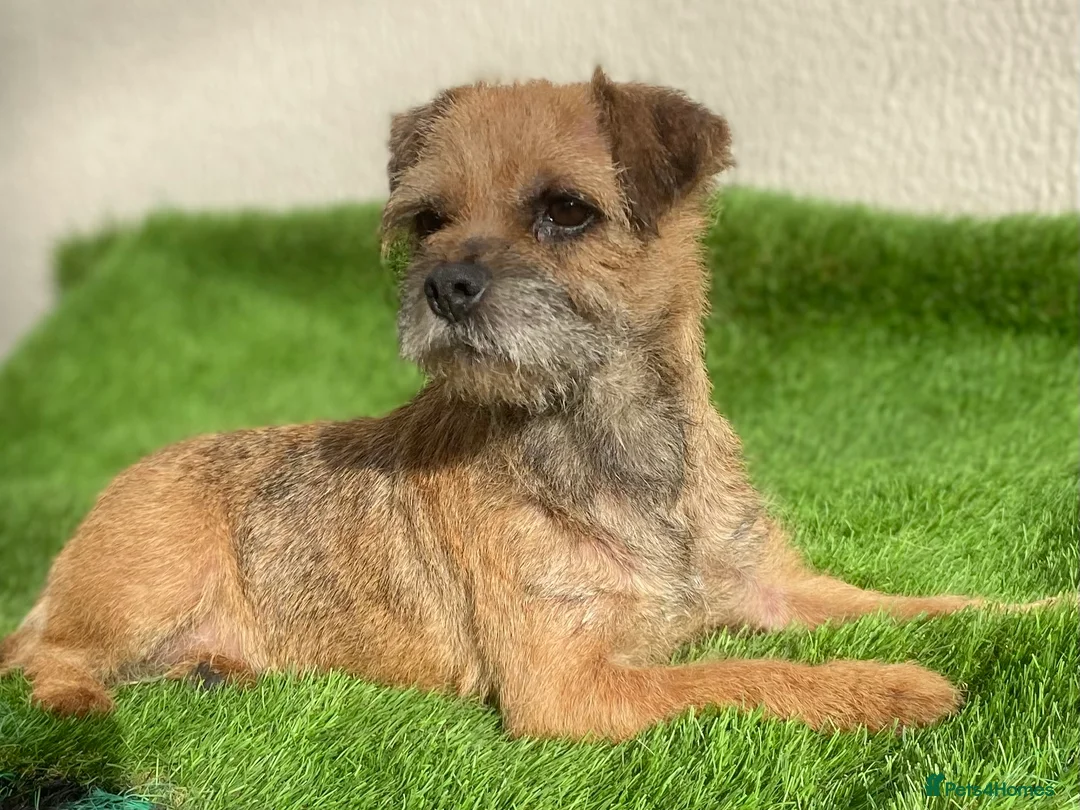 Border Terrier dogs for sale: Border terrier pups  - Advert 14