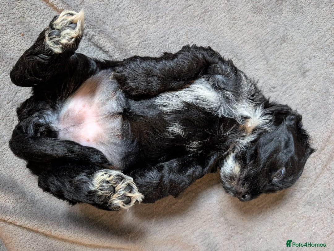 Cockapoo dogs for sale: Cockapoo F2b Pups – Ready for Their Forever Homes - Advert 3