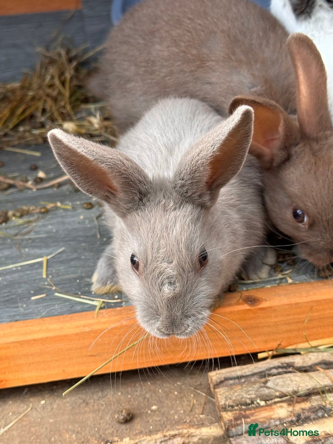 Mixed Breed rabbits for sale: mixed breed baby bunnies  - Image 2