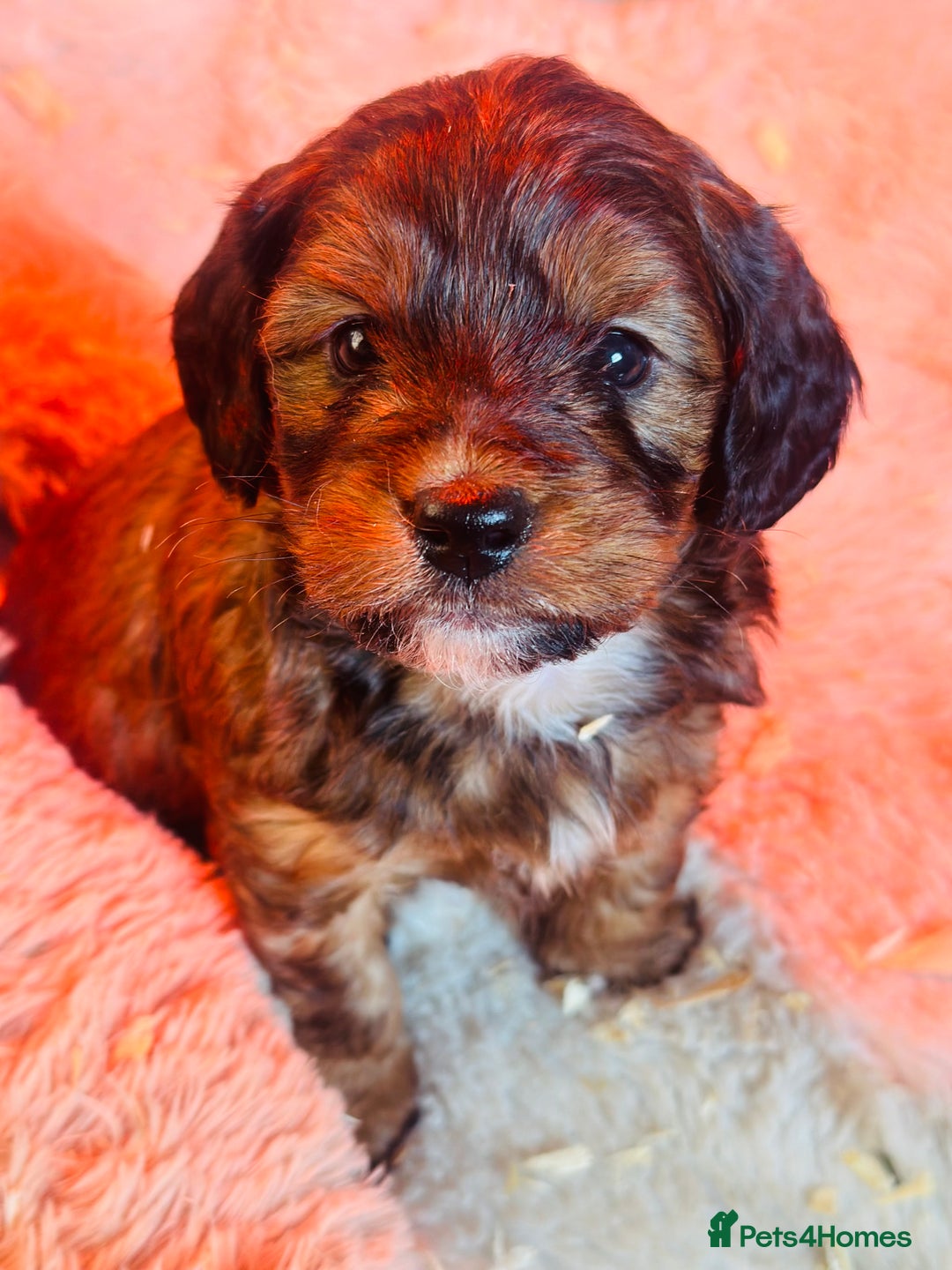 Mixed Breed dogs for sale: What beautiful puppies these are ❤️ - Advert 10