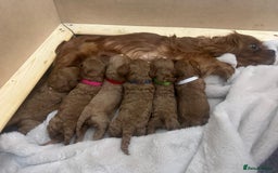 Cavapoo dogs for sale: 🐾 Beautiful F1 Cavapoos – Raised with Love  🐾 - Advert 3