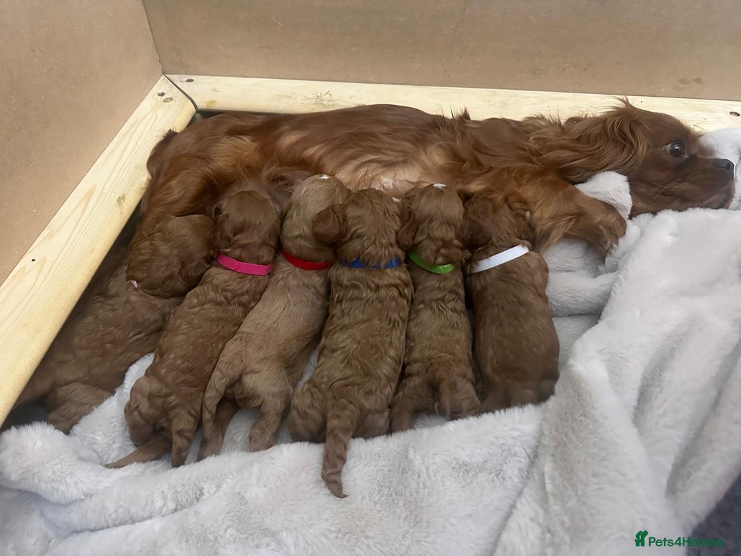 Cavapoo dogs for sale: 🐾 Beautiful F1 Cavapoos – Raised with Love  🐾 - Advert 3