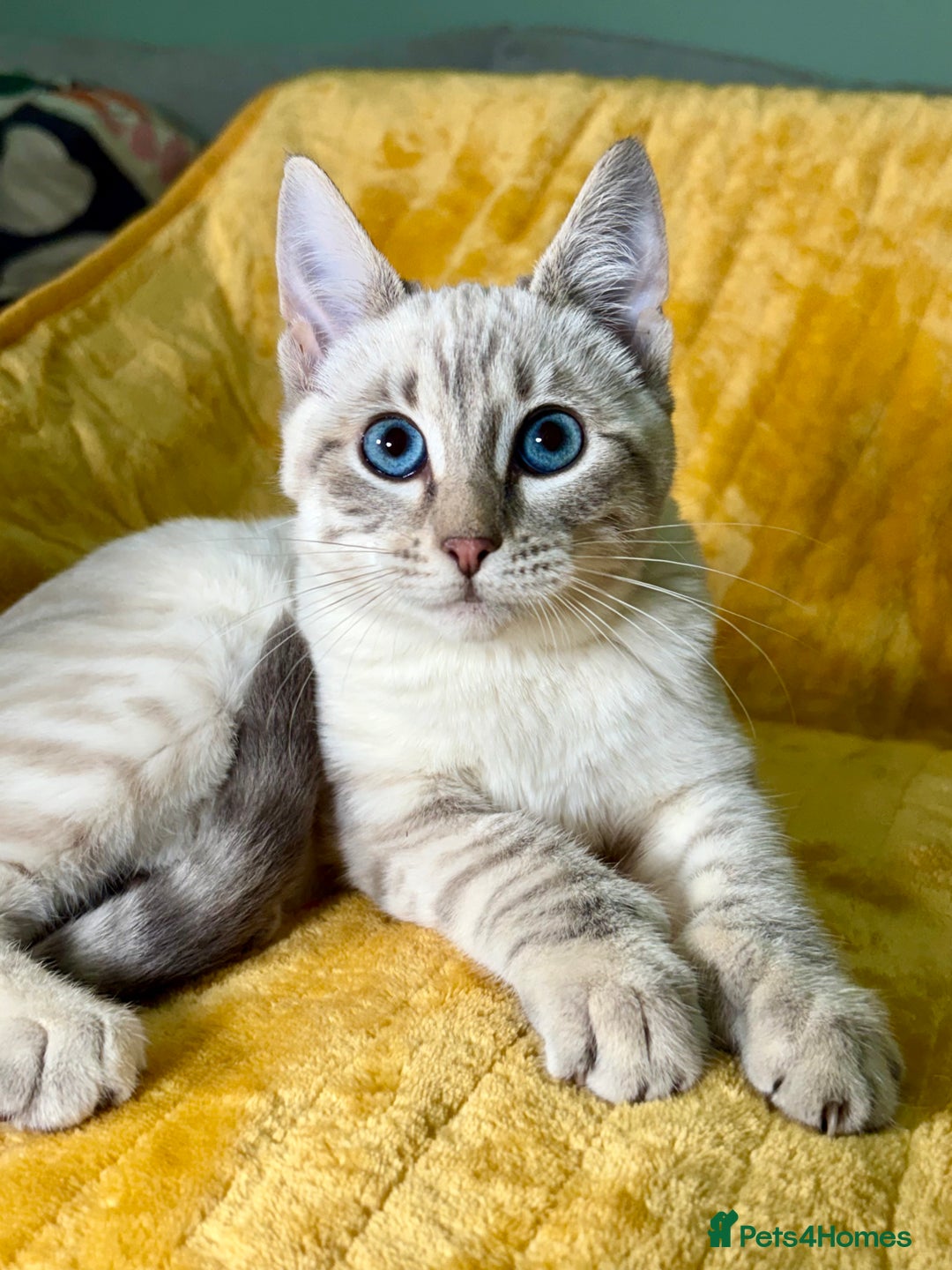 Bengal cats for sale: Breathtaking rare polydactyl snow leopard  - Advert 26