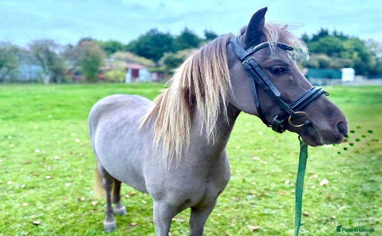 Miniature horses - Advert 1