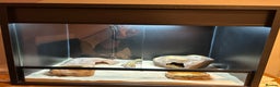 Leopard Gecko reptiles for sale: Leopard gecko and full vivarium  - Advert 7