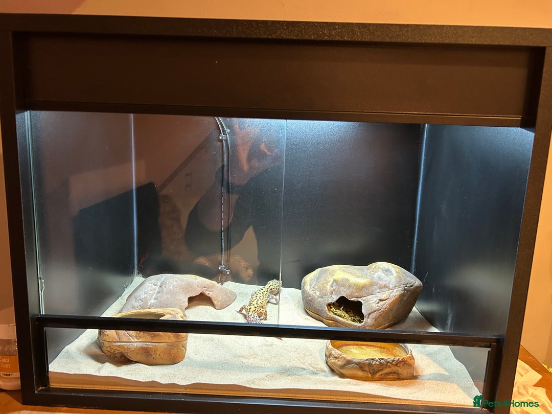 Leopard Gecko reptiles for sale: Leopard gecko and full vivarium  - Advert 7
