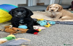 Cocker Spaniel dogs for sale: Handsome black cocker spaniel boy - Advert 12