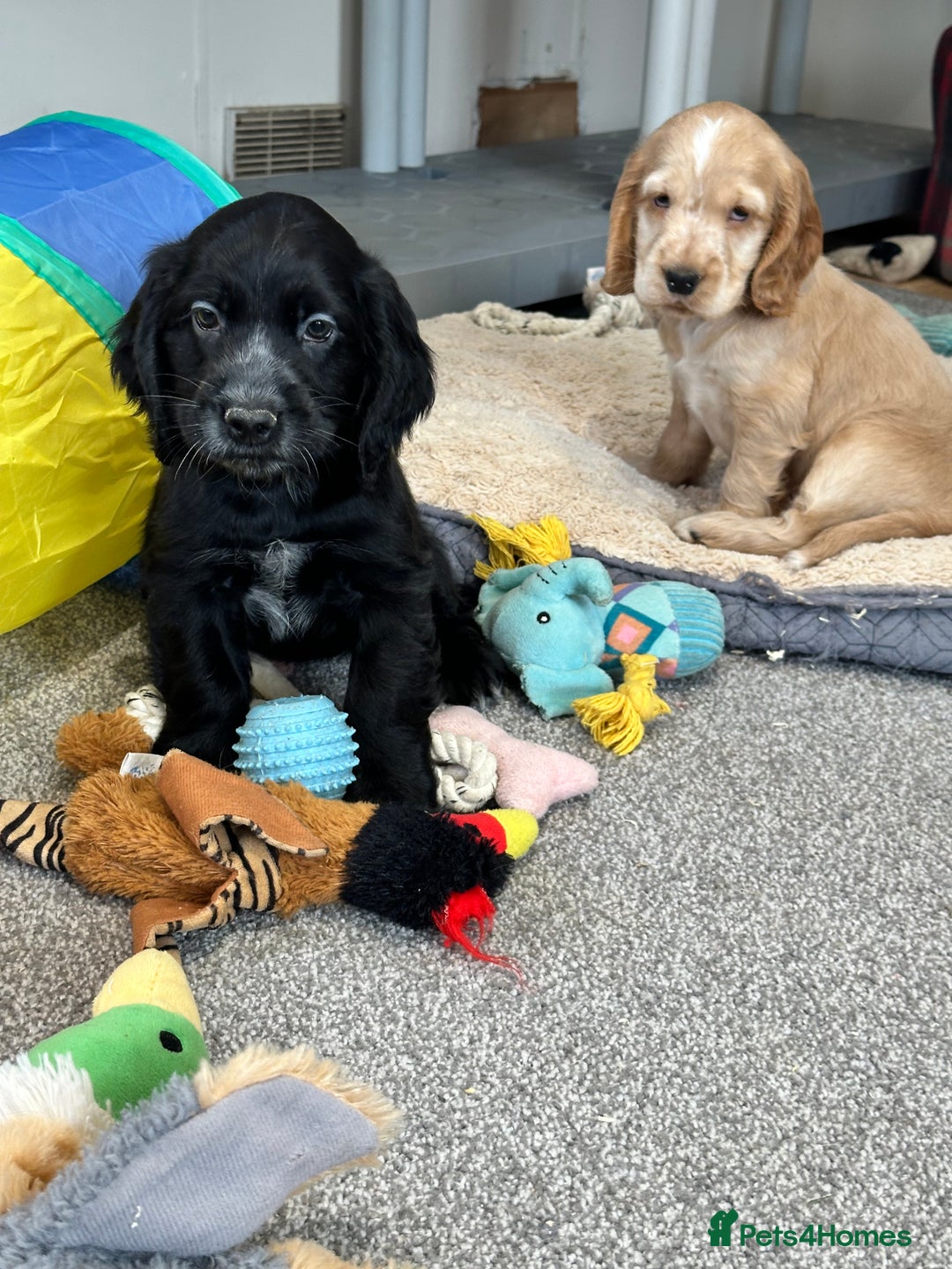 Cocker Spaniel dogs for sale: Handsome black cocker spaniel boy - Advert 12