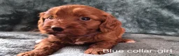 Cockapoo dogs for sale: Cockapoo puppies - Advert 13