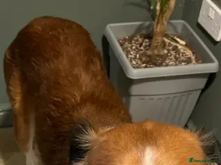 Mixed Breed dogs Saluki x greyhound - Advert 8