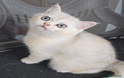 British Shorthair cats for sale: Scottish Straight 2 month old girl - Advert 4