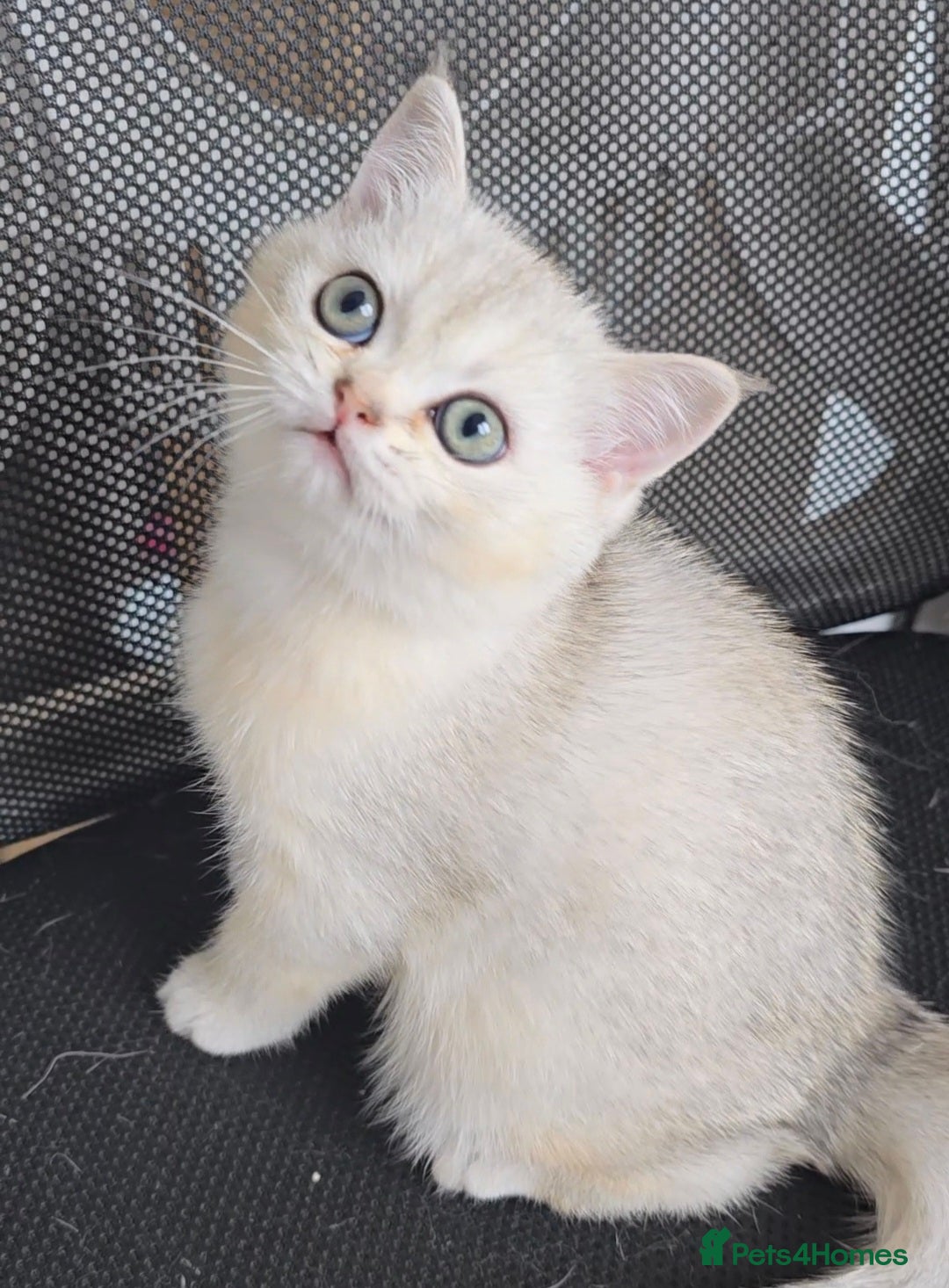 British Shorthair cats for sale: Scottish Straight 2 month old girl - Advert 4
