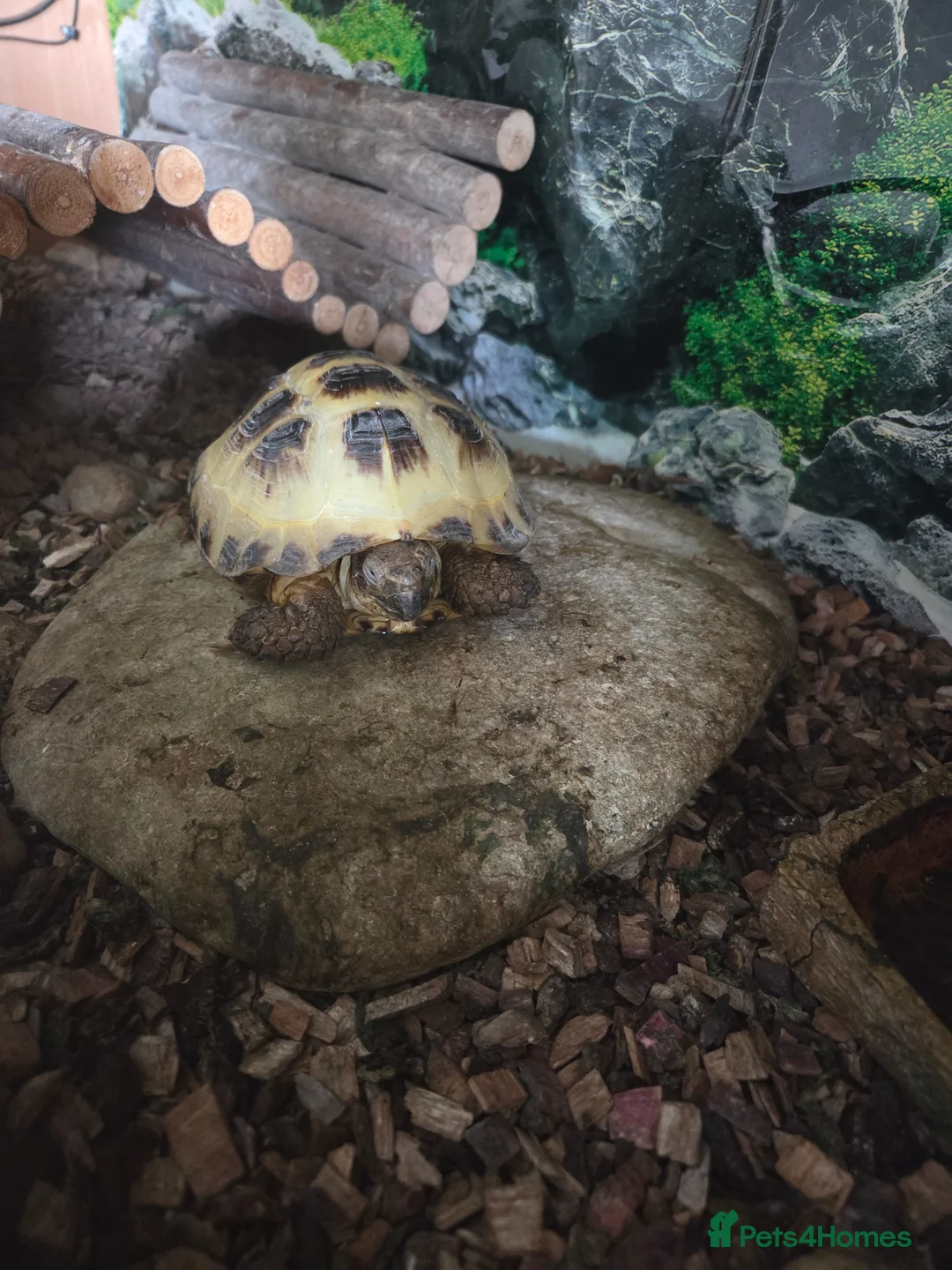 Tortoise reptiles for sale: Horsefield tortoise  in Peterculter - Advert 2