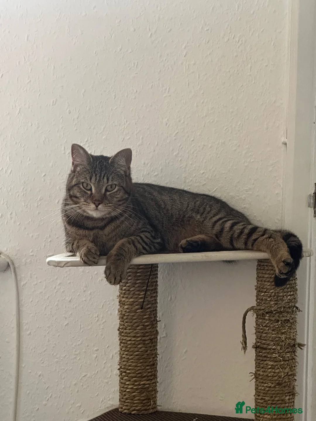 Bengal cats for sale: Steve - Advert 1