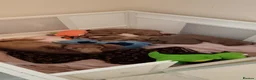 Miniature Dachshund dogs for sale: Miniature Dachshund Puppies for Sale - Ready Soon in Southsea - Advert 4