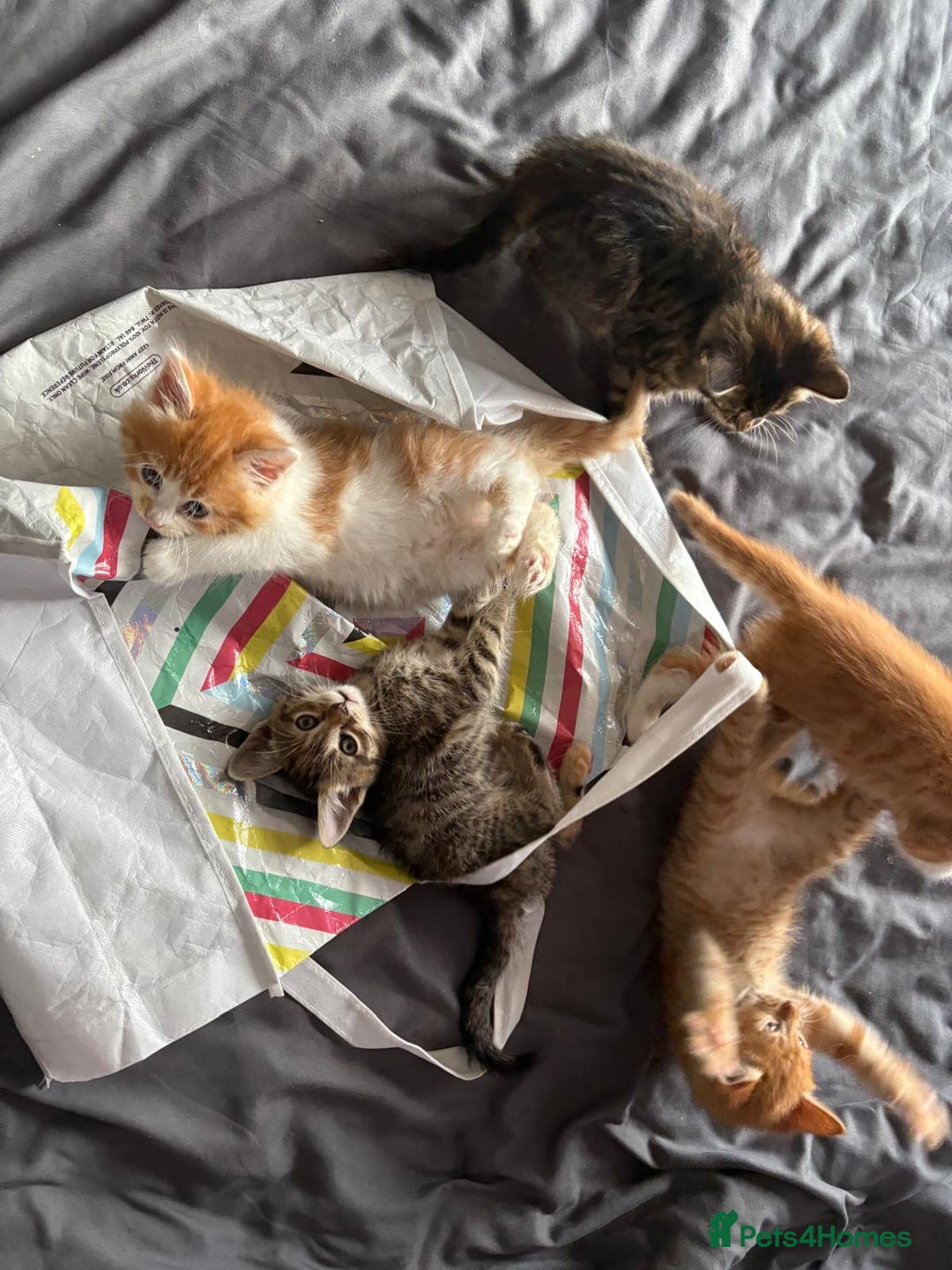 Mixed Breed cats for sale: 5 kittens looking for their forever homes  - Image 12