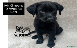 Mixed Breed dogs for sale: Uniquely Outstanding Czech GSD X Labrador Puppies  - Image 5