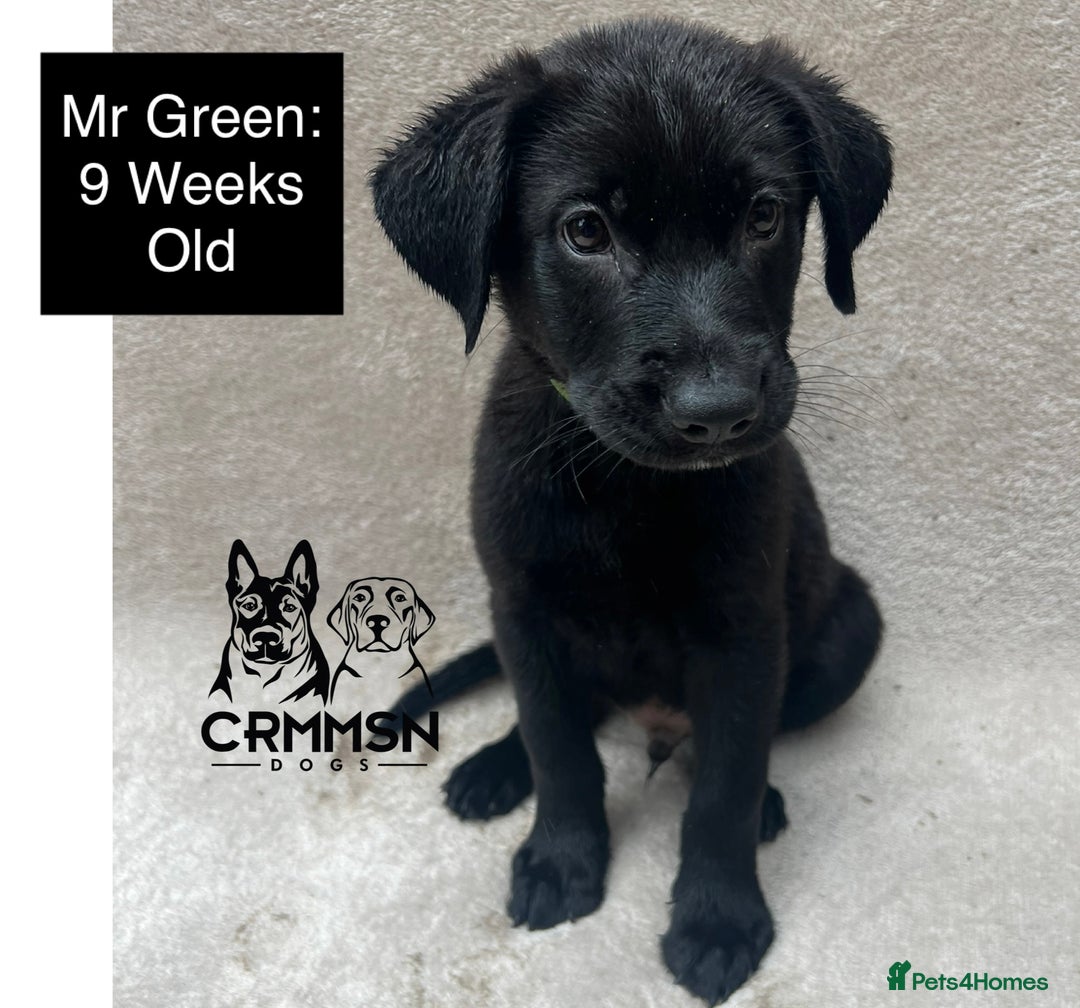Mixed Breed dogs for sale: Uniquely Outstanding Czech GSD X Labrador Puppies  - Image 5