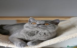 British Shorthair cats for sale: GCCF reg kittens looking for loving homes  - Image 9