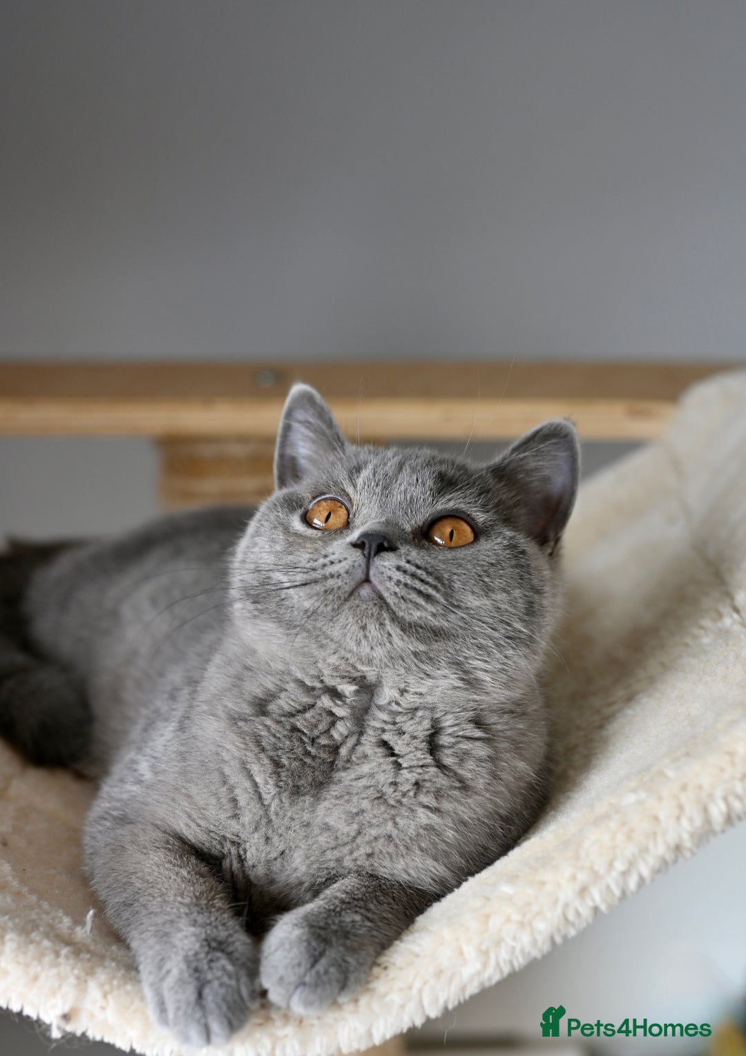 British Shorthair cats for sale: GCCF reg kittens looking for loving homes  - Image 9