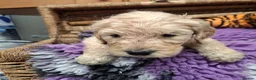 Goldendoodle dogs for sale: F1 Goldendoodle's - Advert 22