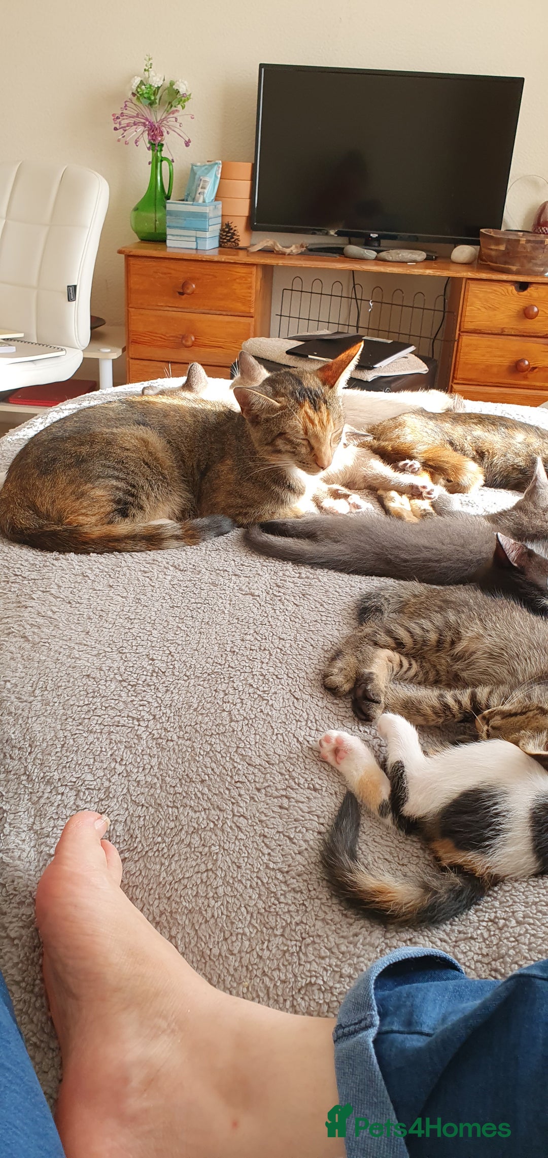 Mixed Breed cats for sale: Beautiful Siamese Cross Kittens - Image 7