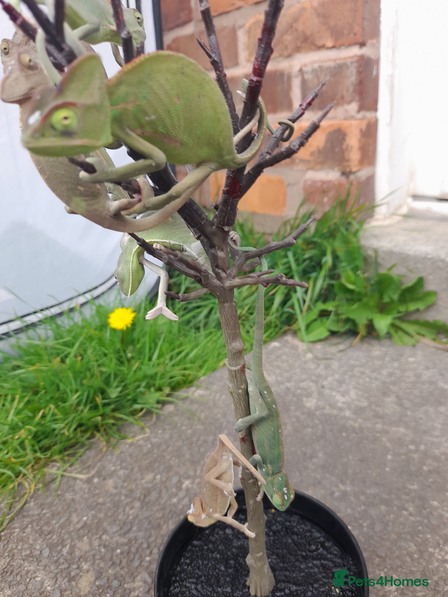 Chameleon reptiles Female Veiled chameleons  - Advert 1