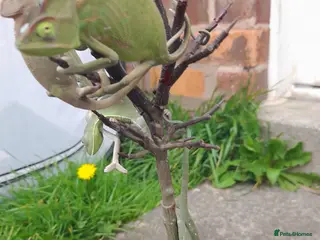 Chameleon reptiles for sale: Female Veiled chameleons - Advert 1