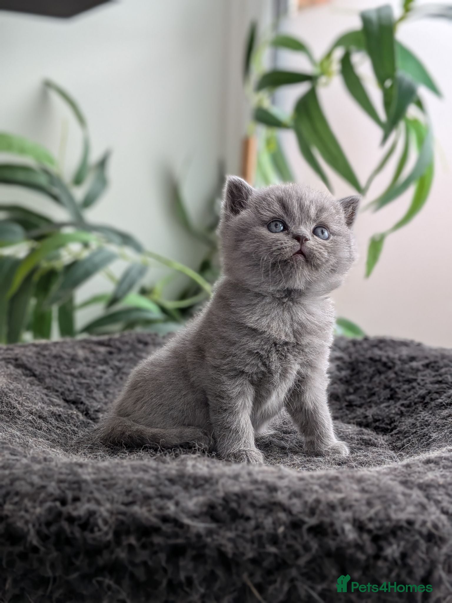 British Shorthair cats GCCF registered British Shorthair/ LH kittens  - Advert 1