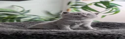 British Shorthair cats for sale: GCCF registered British Shorthair/ LH kittens  - Advert 3