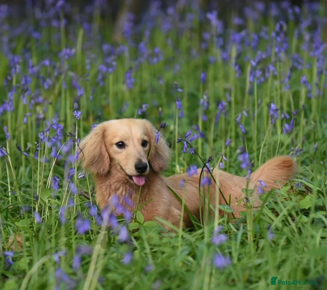 Miniature Dachshund dogs for sale: Miniature long haired Dachshund puppies Kc reg  - Advert 12