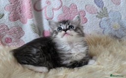 Maine Coon cats for sale: Stunning GCCF Maine Coon babies - Image 8