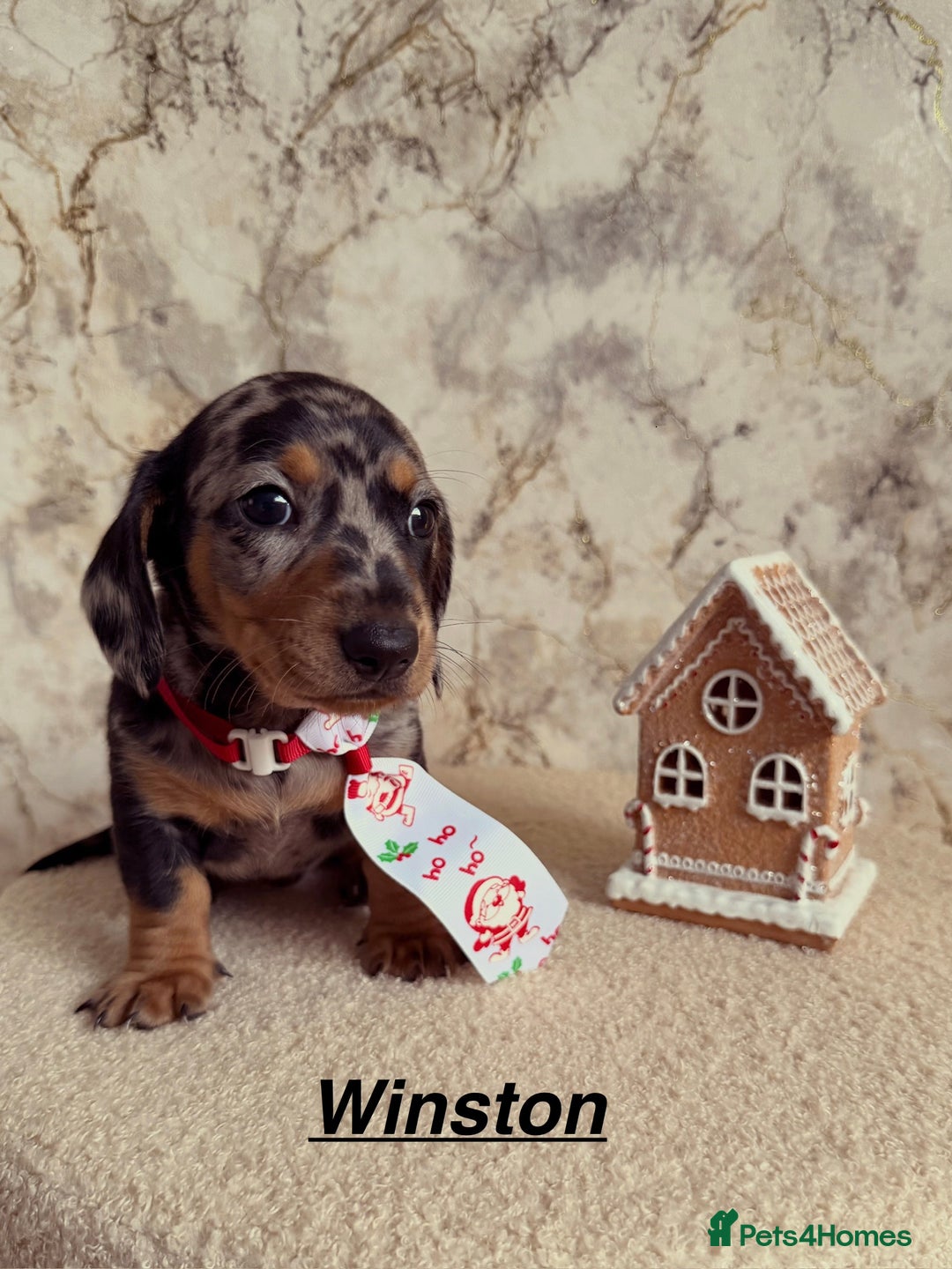 Miniature Dachshund dogs for sale: Miniature Dachshunds  - Advert 4