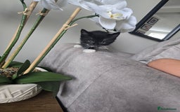 Domestic Shorthair cats for sale: Female kitten - Image 6