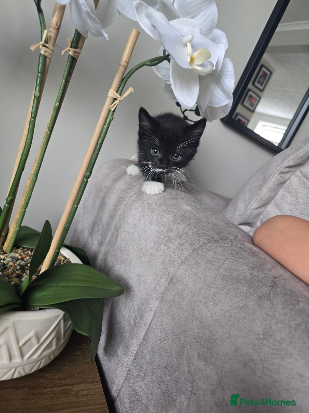 Domestic Shorthair cats for sale: Female kitten - Image 6