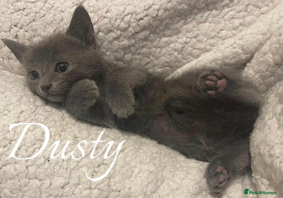 Mixed Breed rabbits for sale: BSH X RAGDOLL  - Advert 4