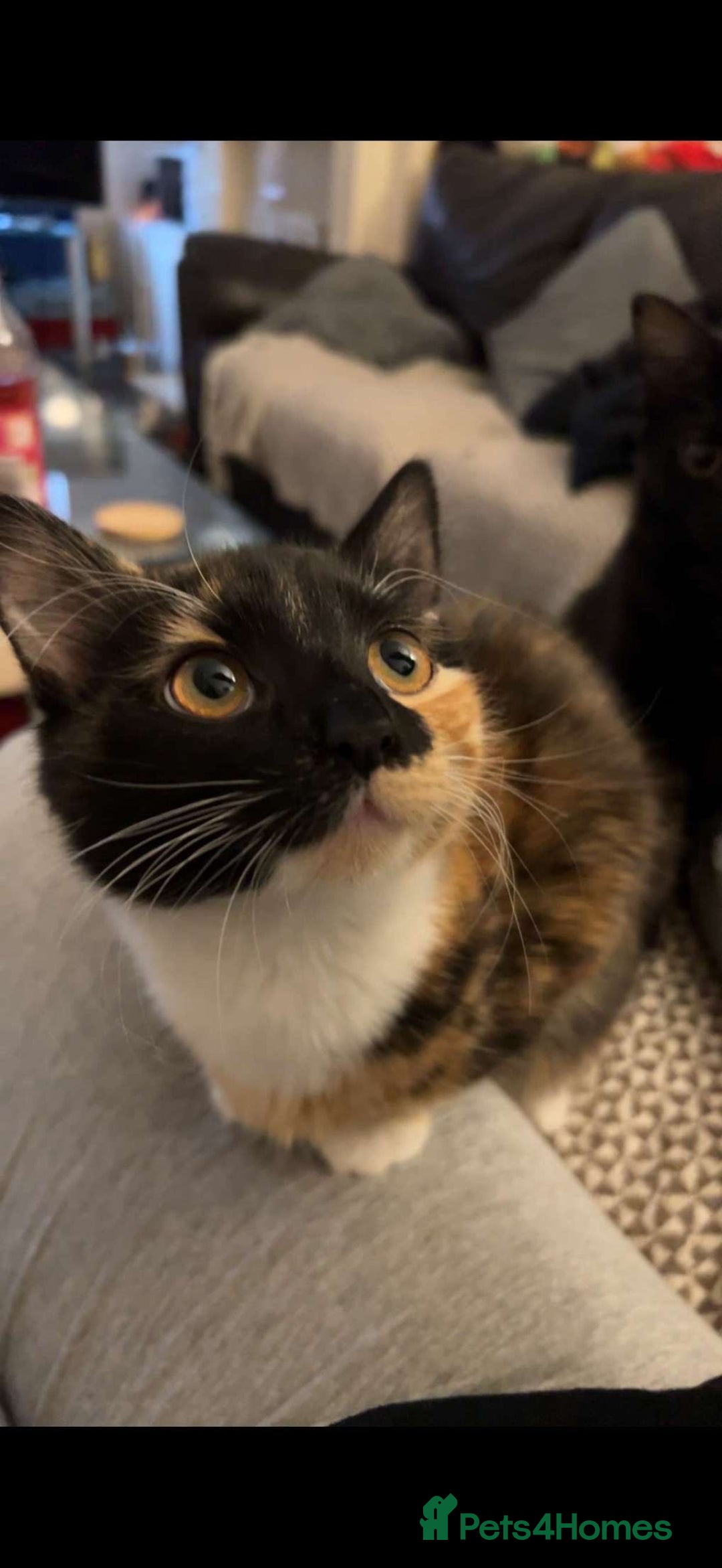 Domestic Shorthair cats for sale: Bonded sisters, please adopt together!  - Image 18
