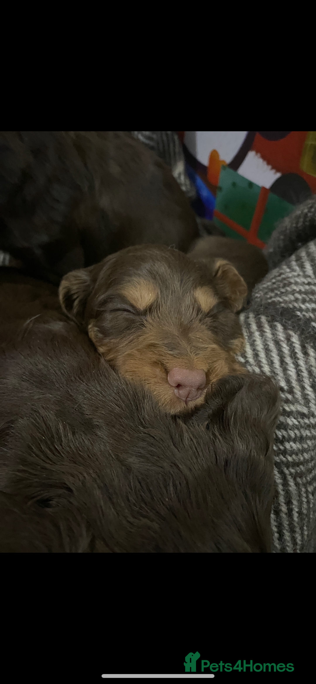 Cocker Spaniel dogs for sale: Cocker spaniel puppies for sale  - Advert 3